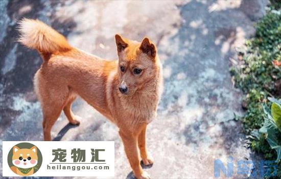 田园犬和柴犬的区别