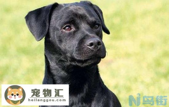 火梗犬的特点 你知道吗