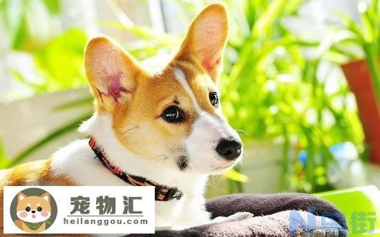 柯基犬智商高吗 柯基犬智商排名介绍