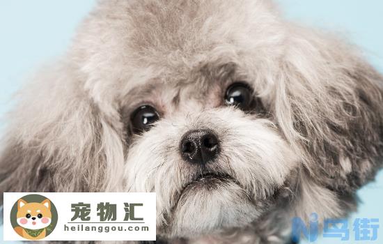 贵宾犬掉毛有多严重 贵宾犬掉毛厉害吗