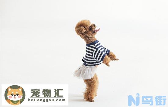 如何挑选泰迪犬 怎么挑选泰迪犬