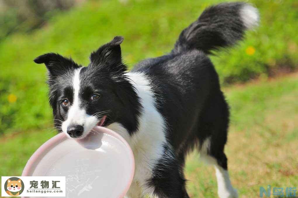 边境牧羊犬的价格 边境牧羊犬价格多少