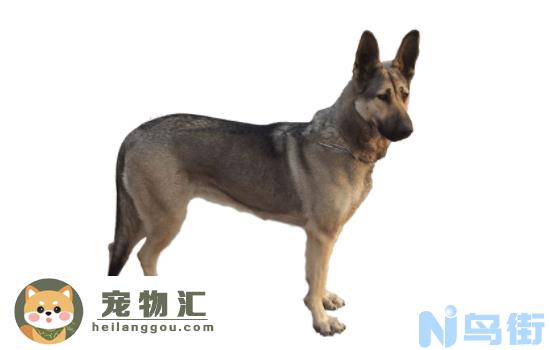 狼青犬优点 你会爱上它的