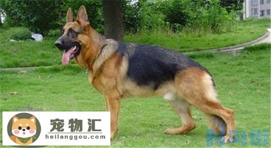 德国牧羊犬有什么优点 想养德牧的你心动了吗