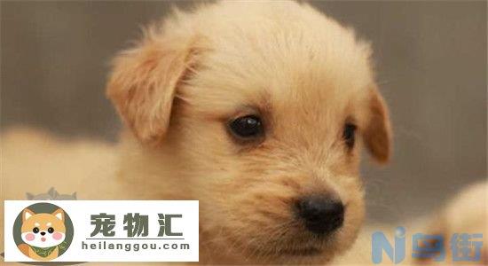 怎么选金毛幼犬 需要观察哪些方面