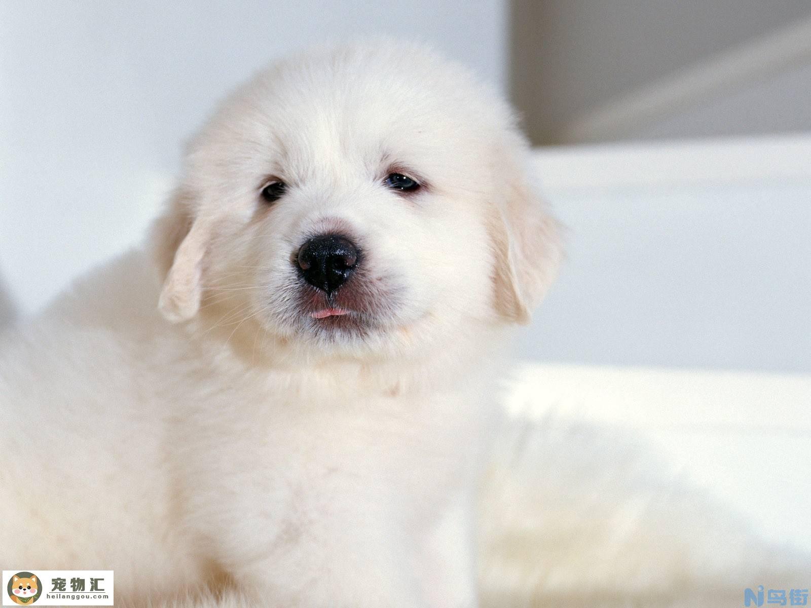 大白熊幼犬价格 大白熊幼犬多少钱