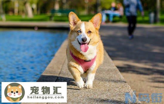 小柴犬多大尾巴才变