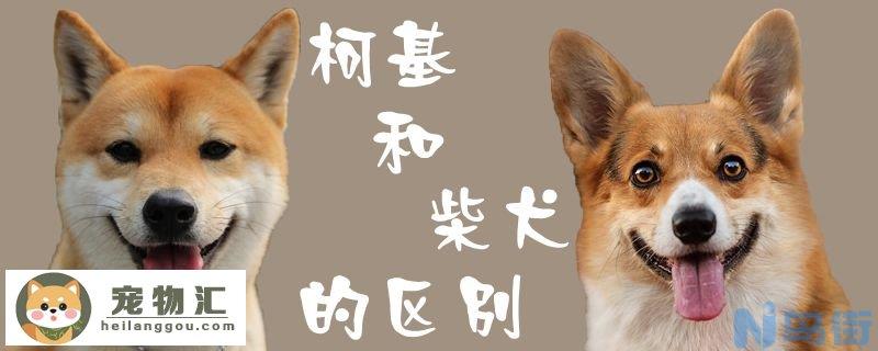 柯基和柴犬的区别