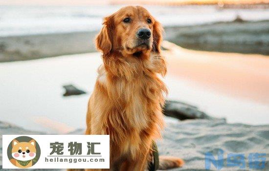 如何挑选金毛犬幼崽 养金毛前要问自己的两个问题