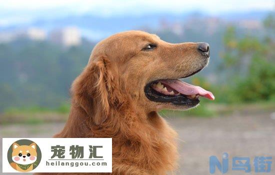 金毛寻回犬掉毛程度