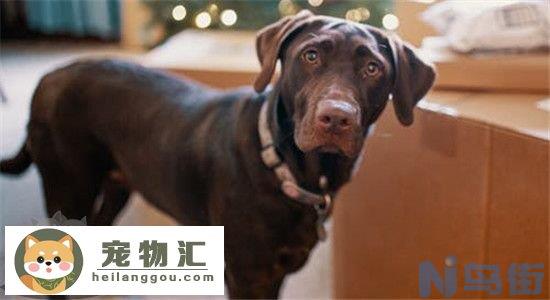 四大优秀护卫犬 你最喜欢哪一种呢