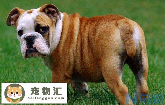 斗牛犬和八哥犬有什么区别