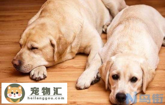 拉布拉多属于禁养犬吗 你还不知道吗