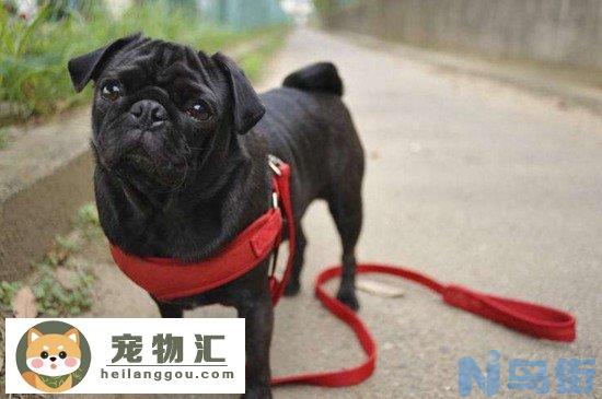 黑色巴哥犬为什么稀少