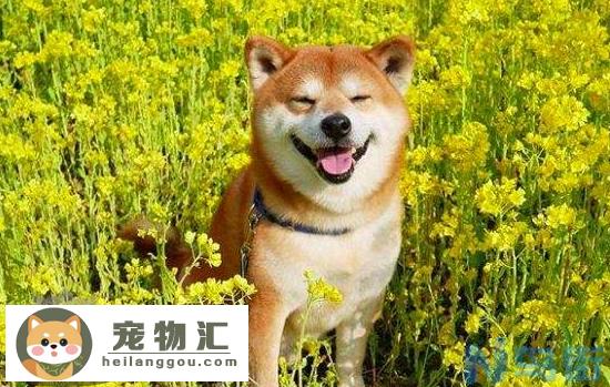 柴犬的微笑 会笑的狗狗你想养吗