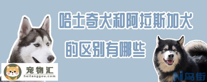 哈士奇犬和阿拉斯加犬的区别有哪些