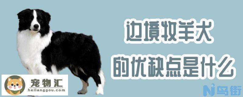 边境牧羊犬的优缺点是什么