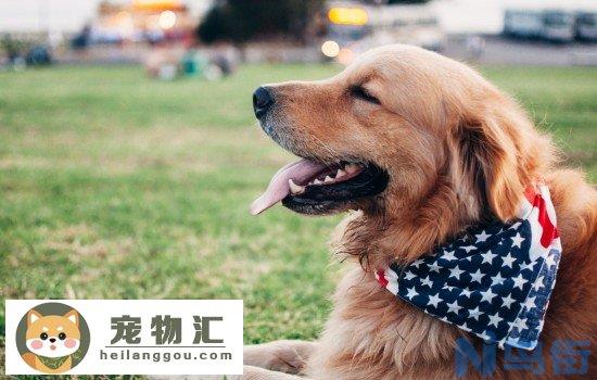 狂犬病的狗有什么症状