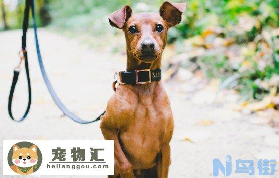 小鹿犬寿命一般多少年