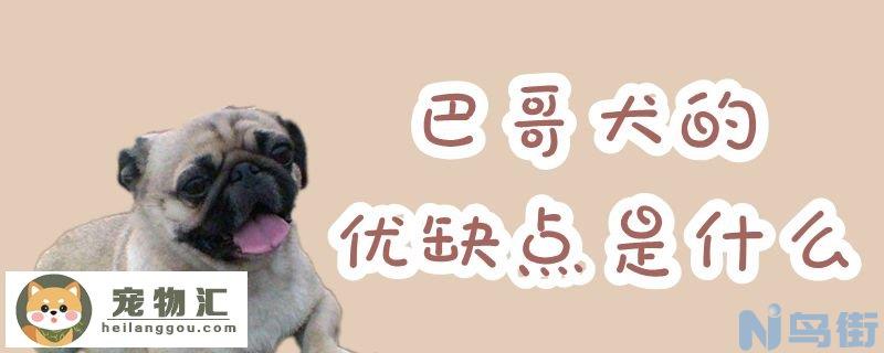 巴哥犬的优缺点是什么