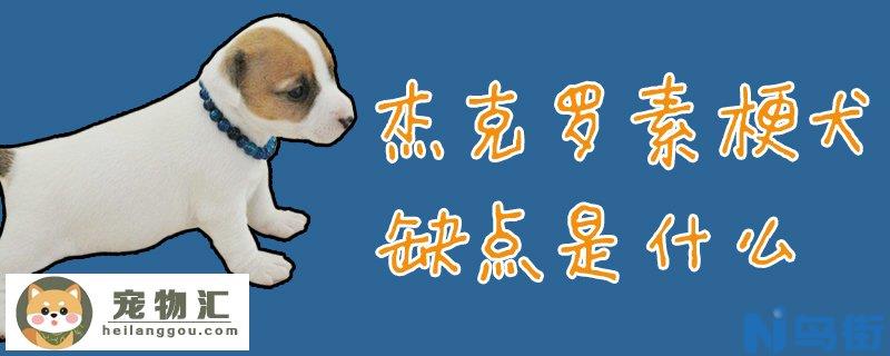 杰克罗素梗犬缺点是什么