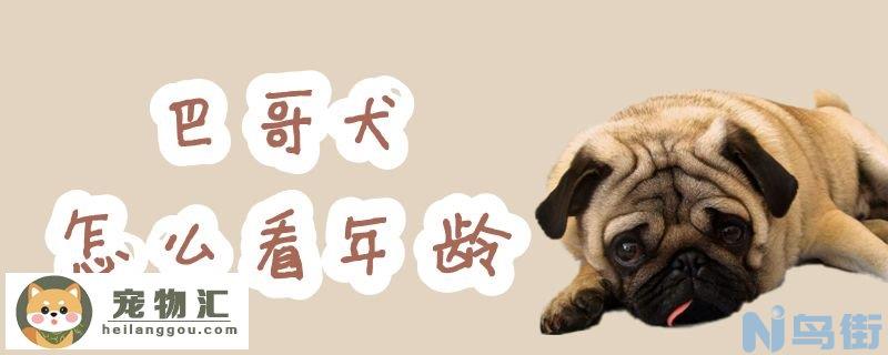 巴哥犬怎么看年龄