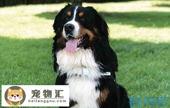 伯恩山犬寿命真的短吗