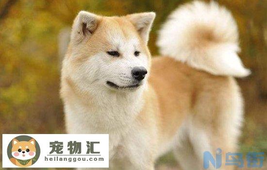 秋田犬和中华田园犬有什么区别 非常容易分辨哦！