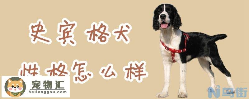 史宾格犬性格怎么样