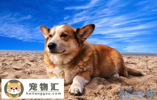 惠比特犬的优缺点