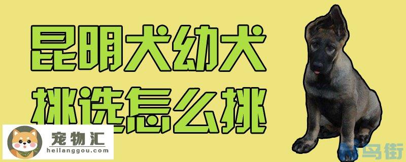 昆明犬幼犬挑选怎么挑