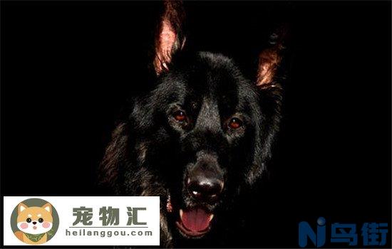 狗狗狂犬病的表现 教你判断狗狗有没有狂犬病