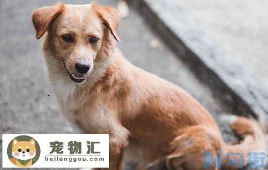 广州为什么禁养中华田园犬