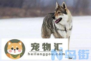 捷克狼犬在中国哪些地方禁养