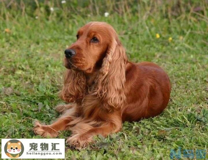 英国可卡犬价格 英国可卡犬的价格