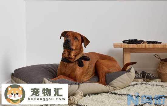 小马犬认你做主人的表现