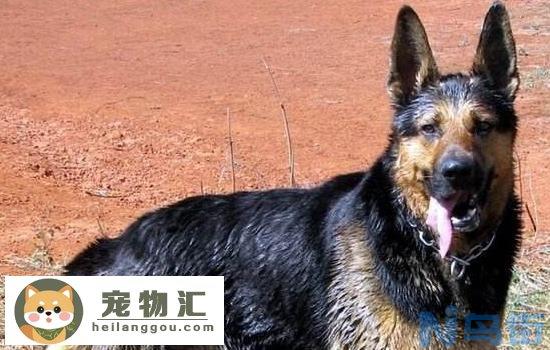 标准黑背昆明犬 你知道是什么样子的吗