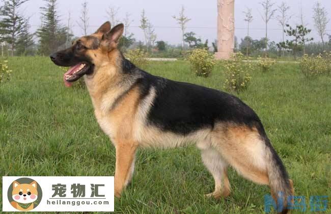 德国牧羊犬价格 德国牧羊犬价格多少钱一只