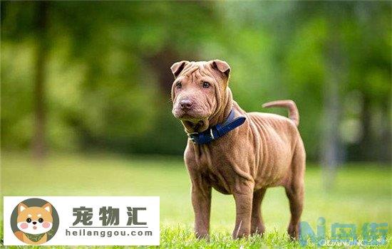 沙皮犬原产地是哪里 沙皮犬起源于中国你知道吗