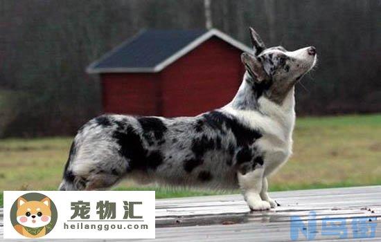 比格猎犬怎么样