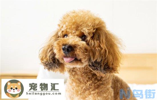 小型泰迪犬能长几斤重