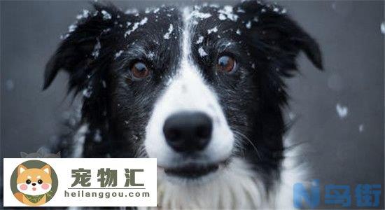 边境牧羊犬的优点是什么 为什么这么多人养