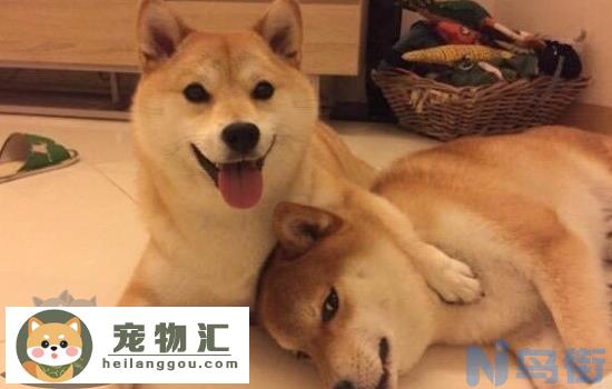 柴犬智商排名 柴犬该如何训练