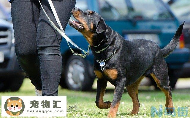 导盲犬都是什么品种的狗