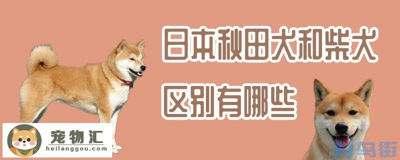 日本秋田犬和柴犬区别有哪些