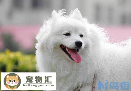 银狐犬和博美哪个贵