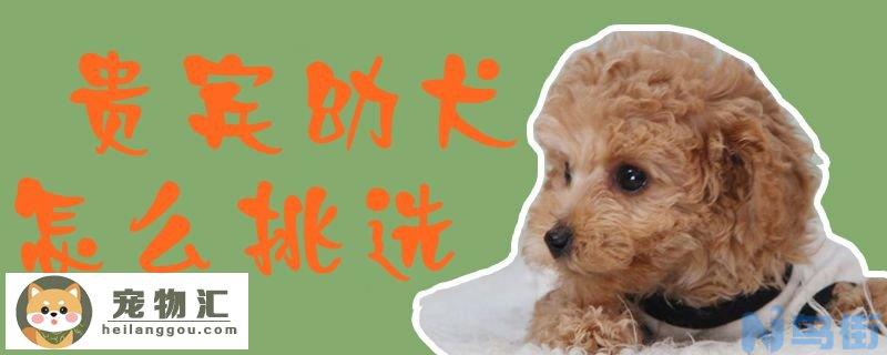 贵宾幼犬怎么挑选