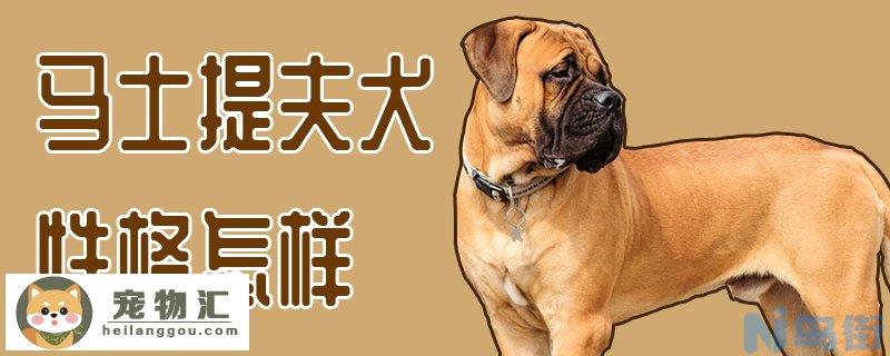 马士提夫犬性格怎样