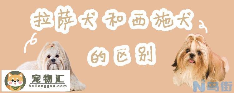 拉萨犬和西施犬的区别