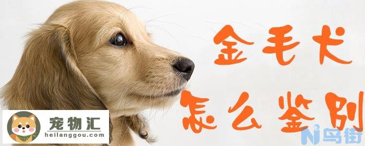 金毛犬怎么鉴别